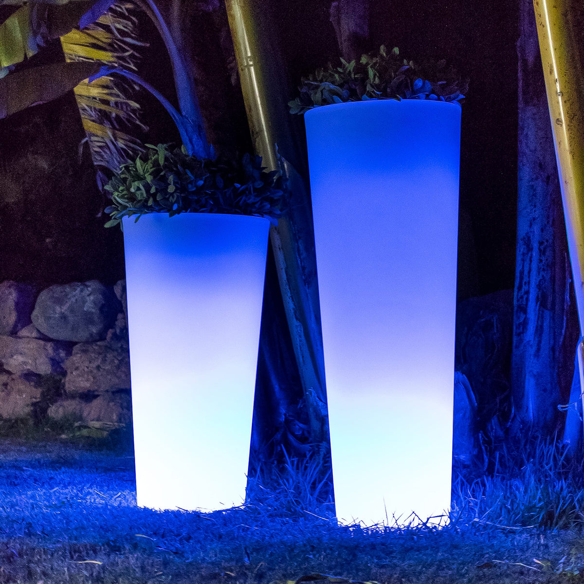Ficus&lt;br&gt; Solar &amp; Rechargeable