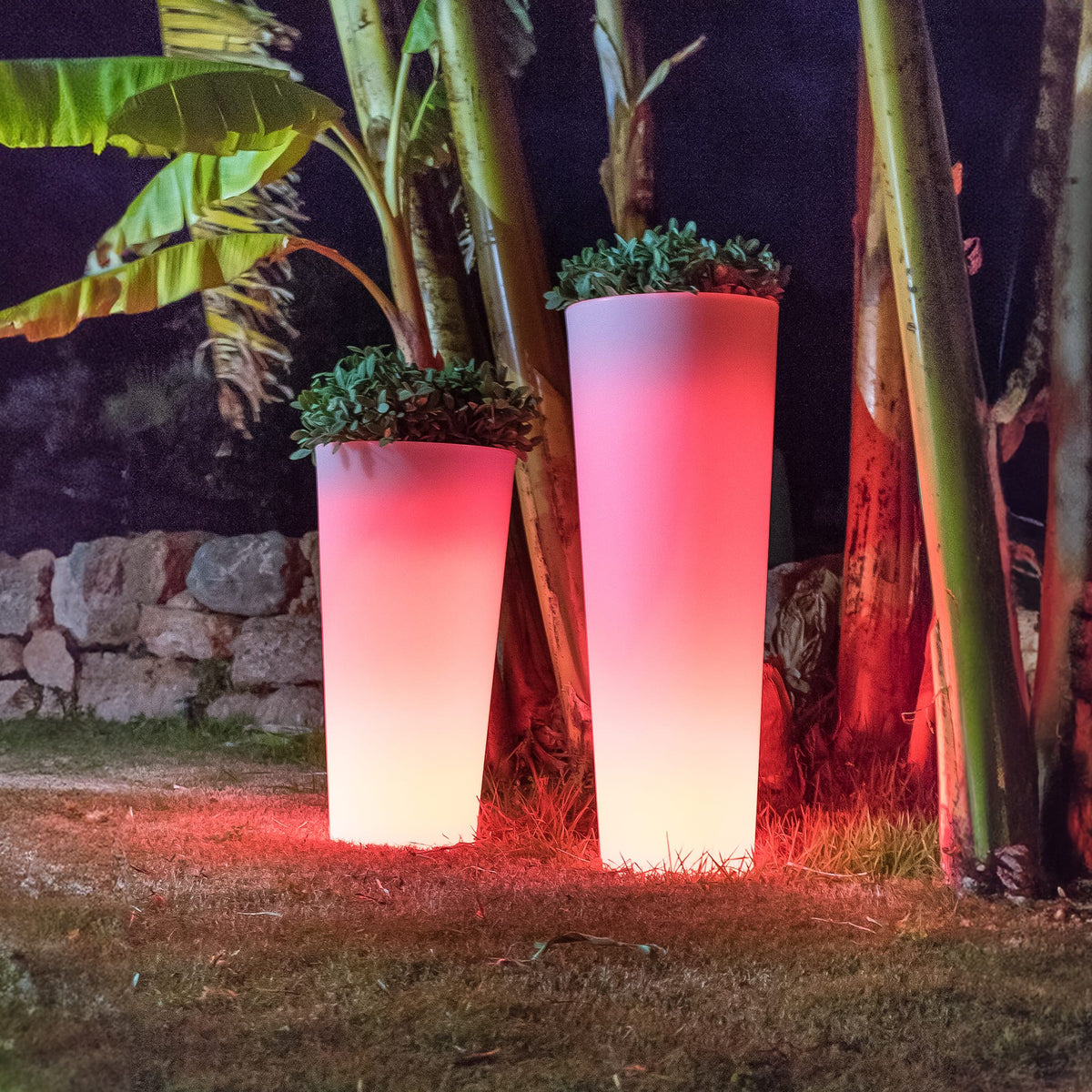 Ficus&lt;br&gt; Solar &amp; Rechargeable