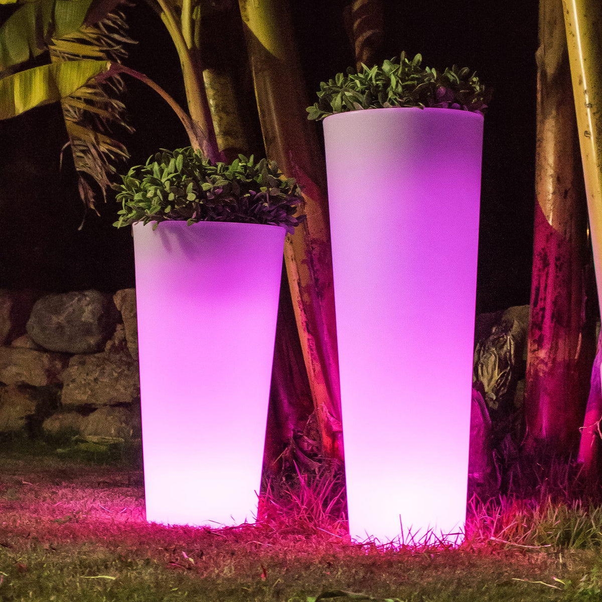 Ficus&lt;br&gt; Solar &amp; Rechargeable