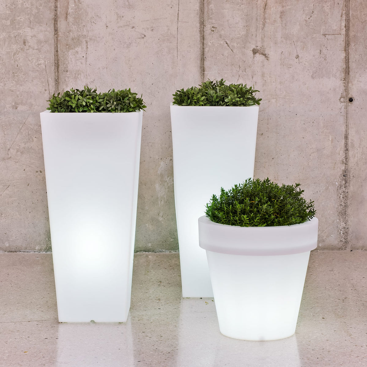 Magnolia&lt;br&gt; Solar &amp; Rechargeable